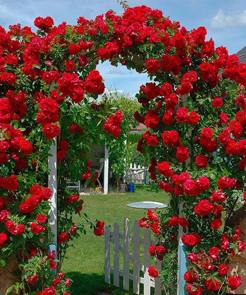 Róża pnąca 'Santana®' - Róże pnące | Ogrodnik z Austrii | STARKL E-SKLEP