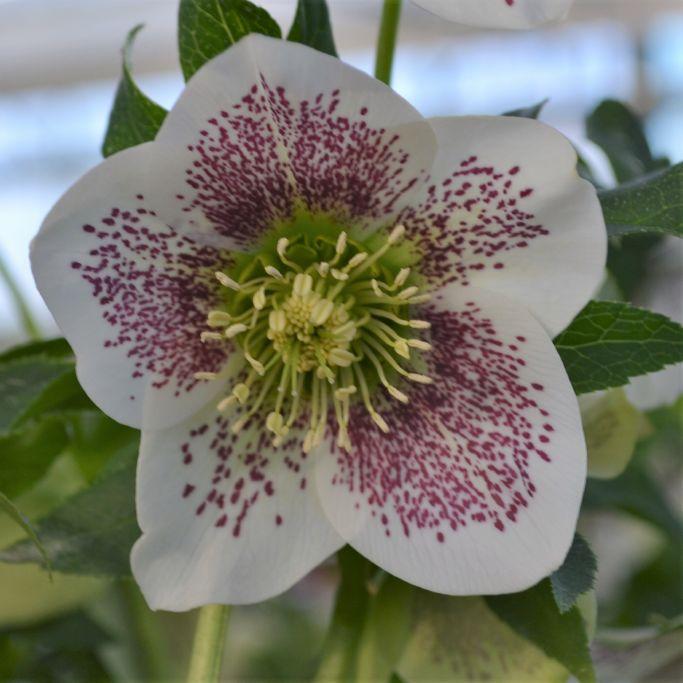 Lenzrose White Lady Spotted XL Blütenstauden STARKL Der starke