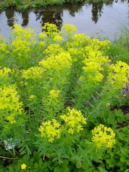 SumpfWolfsmilch Wasser STARKL Der starke Gärtner STARKL