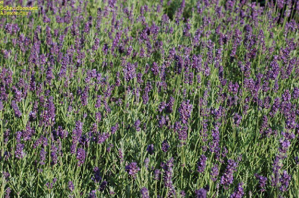 Lavendel Hidcote Blue XL Blütenstauden STARKL Der starke Gärtner