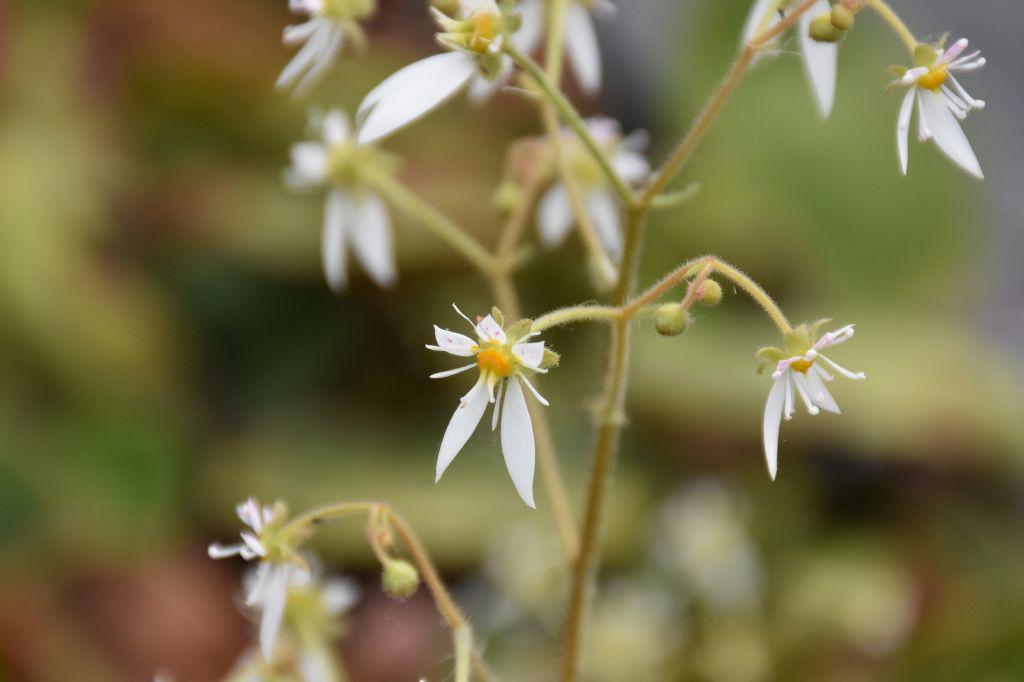 Steinbrech Blütenstauden STARKL Der starke Gärtner STARKL
