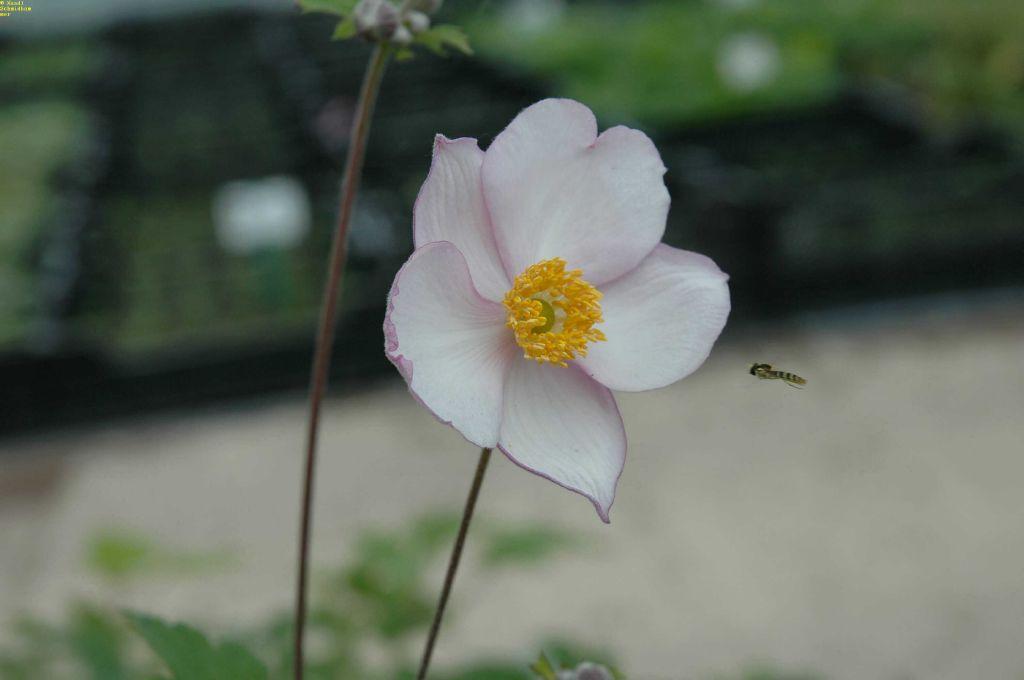 Herbst-Anemone Robustissima - XL Blütenstauden | STARKL - Der starke ...