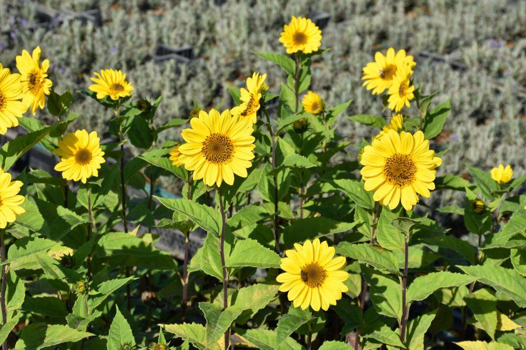 Sonnenblume Triomphe de Gand XL Blütenstauden STARKL Der starke