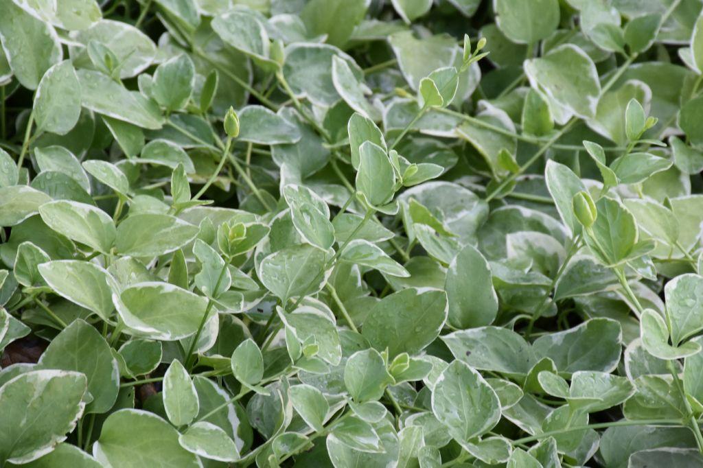 Immergrün Variegata STARKL Der starke Gärtner STARKL