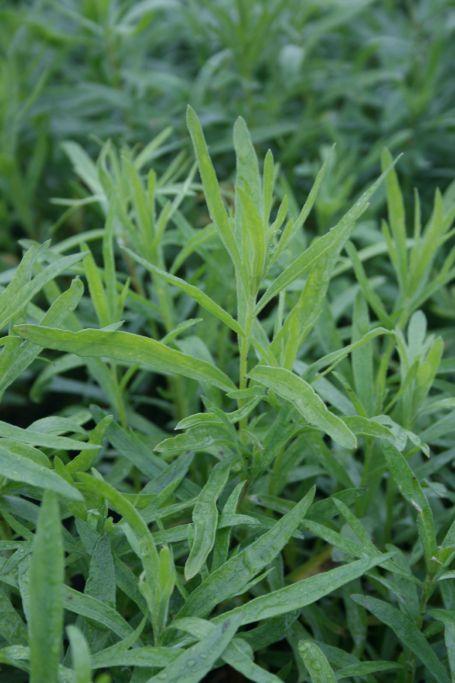 Französischer Estragon Sativa - XL Küche | STARKL - Der starke Gärtner ...