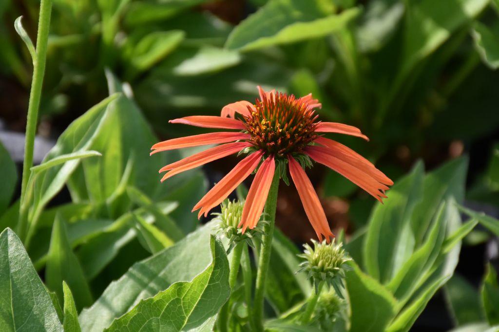 Sonnenhut Orange Skipper XL Blütenstauden STARKL Der starke