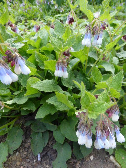 Beinwell Hidcote Blue XL Blütenstauden STARKL Der starke Gärtner