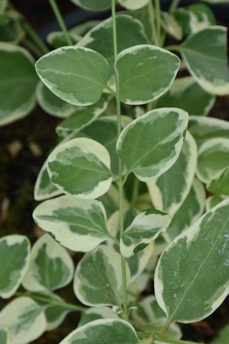 Immergrün Variegata STARKL Der starke Gärtner STARKL
