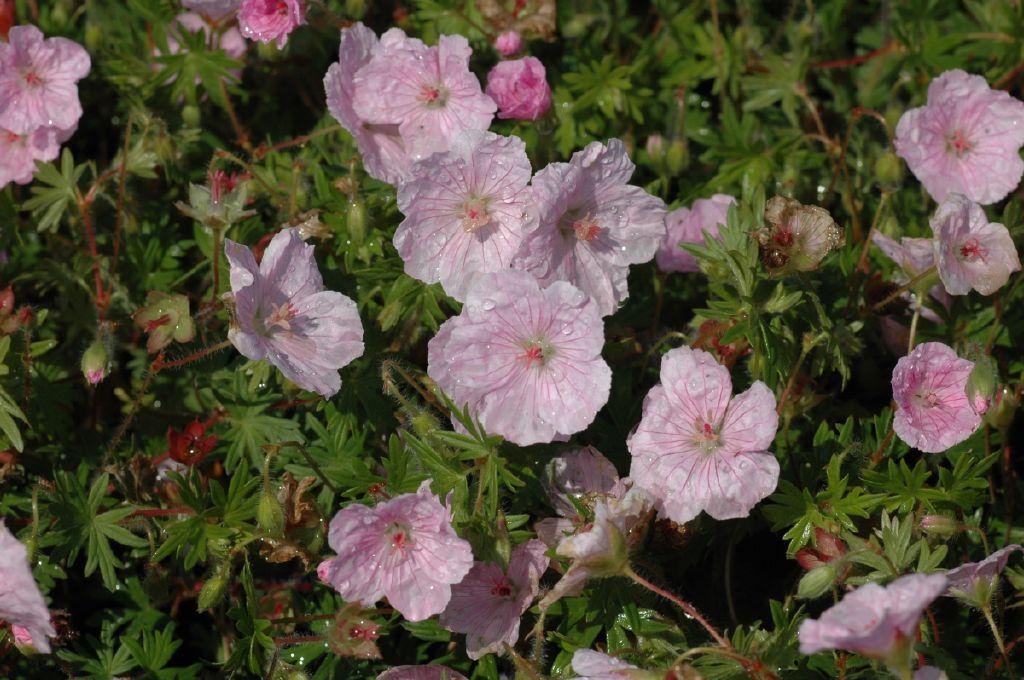 BlutStorchschnabel XL Blütenstauden STARKL Der starke Gärtner