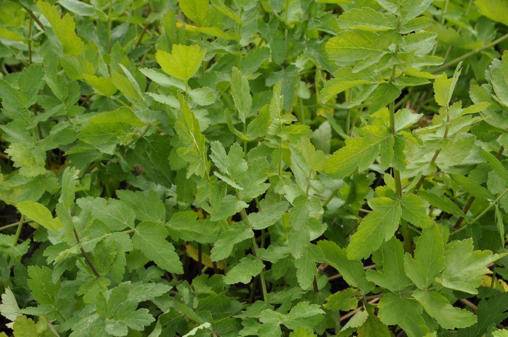 Echter Pastinak STARKL Der starke Gärtner STARKL