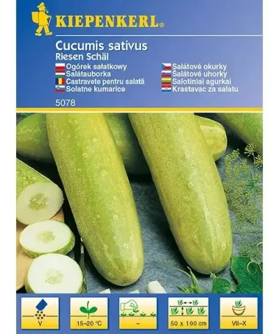 Salátauborka 'Riesen Schäl'