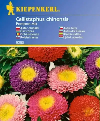 Őszirózsa 'Pompon Mix'