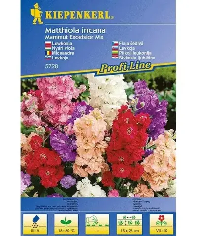 Nyári viola