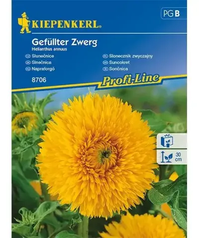Dísznapraforgó 'Gefüllter Zwerg' Dísznapraforgó 'Gefüllter Zwerg'
