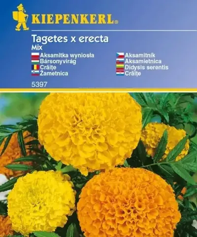 Bársonyvirág színkeverék