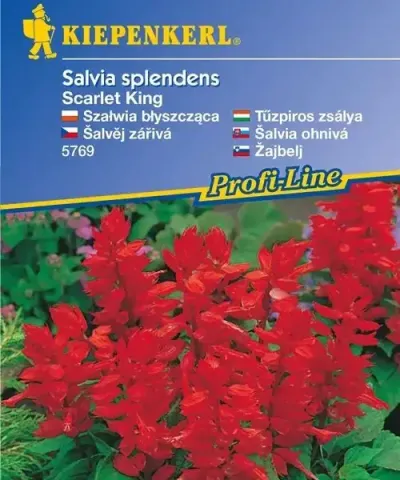 Paprikavirág 'Scarlet King'
