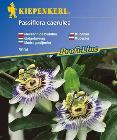 Mučenka Mučenka
