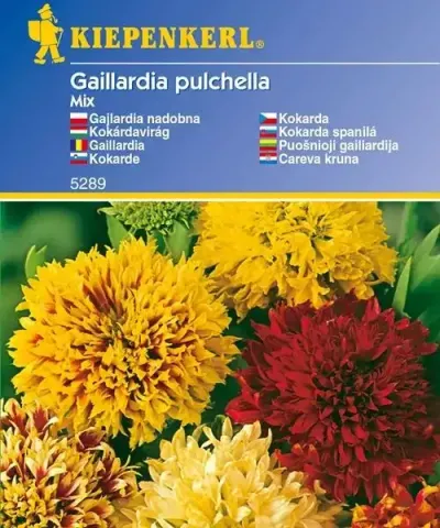 Kokárdavirág színkeverék