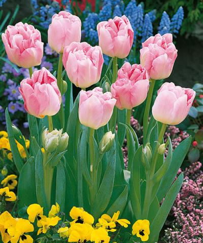 Tulipany pełnokwiatowe &#039;Angelique&#039;