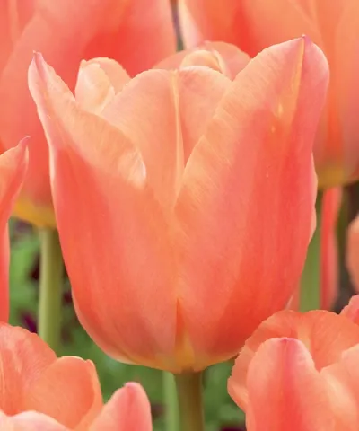 Tulipán 'Stunning Apricot'