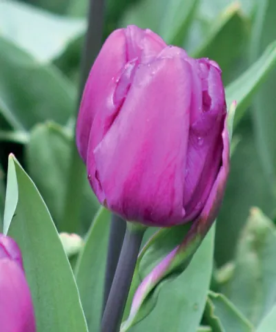 Tulipán 'Purple Flag' Tulipán 'Purple Flag'
