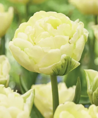 Teltvirágú tulipán 'Avant Garde' Teltvirágú tulipán 'Avant Garde'