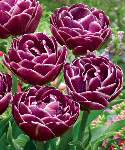 Teltvirágú tulipán 'Dream Touch' Teltvirágú tulipán 'Dream Touch'