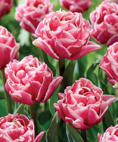Teltvirágú tulipán 'Lets Dance' Teltvirágú tulipán 'Lets Dance'