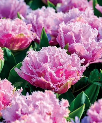 Teltvirágú tulipán 'Perth' Teltvirágú tulipán 'Perth'