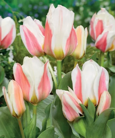 Többvirágú tulipán 'Serano'