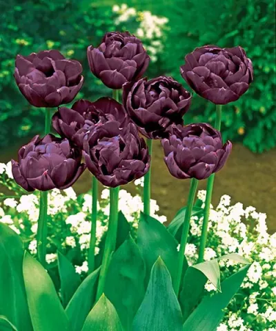 Plnokveté tulipány 'Black Hero'