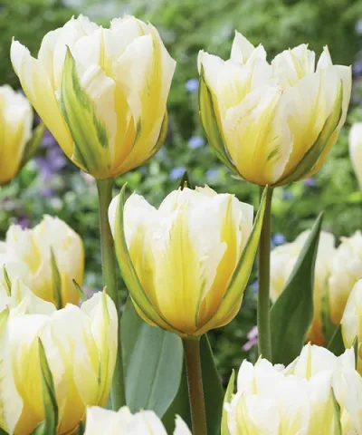Teltvirágú tulipán 'Sweet Valley' Teltvirágú tulipán 'Sweet Valley'