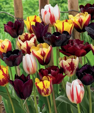 Tulipánkeverék 'Fantastic' Tulipánkeverék 'Fantastic'