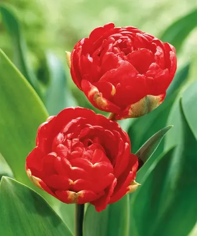 Gefüllte Tulpe 'Miranda'