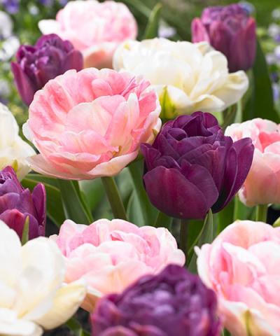 Plnokveté tulipány &#039;Harmonie zmes&#039;