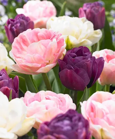 Plnokveté tulipány 'Harmonie zmes'