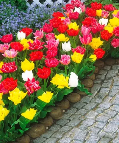 Plnokvěté tulipány - směs
