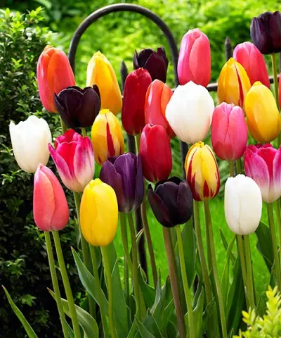 Késői tulipánok színkeveréke