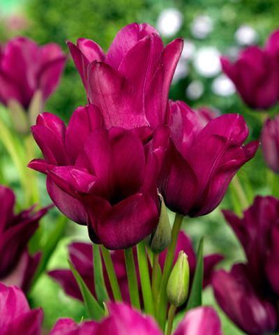 Tulipany wielokwiatowe &#039;Night Club&#039;