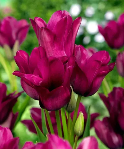 Tulipany wielokwiatowe 'Night Club'