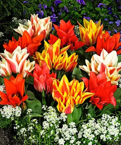Mnohokveté tulipány zmes krásnych odrôd