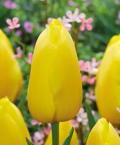 Einfache, späte Tulpe 'Muscadet'