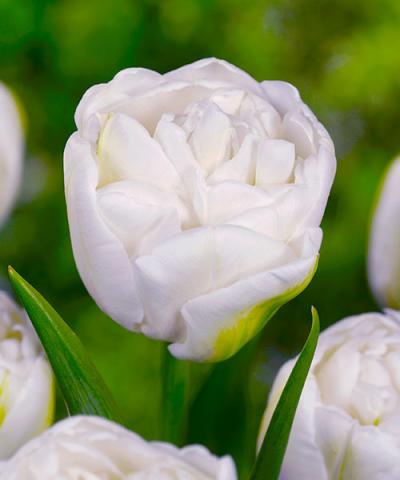 Tulipany pełnokwiatowe &#039;White Heart&#039;