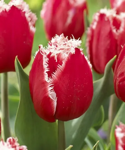 Třepenité tulipány 'New Santa'