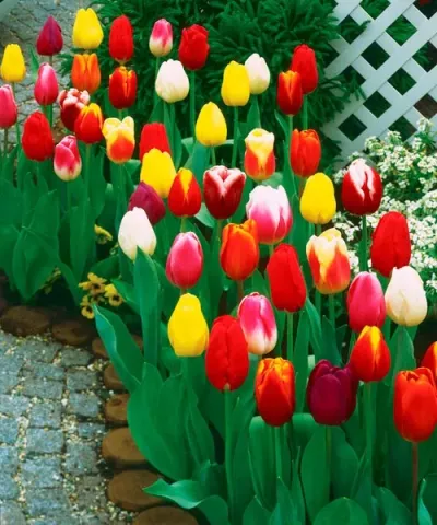 Triumph tulipán színkeverék