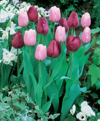 Tulipany Triumph różowe i fioletowe