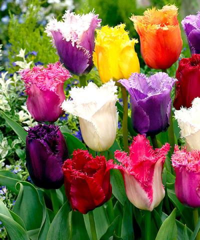 Strapcovité tulipány - zmes