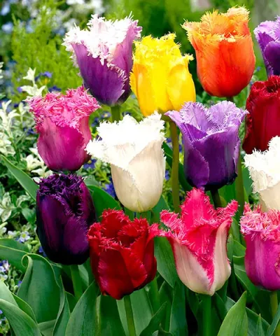 Třepenité tulipány - směs