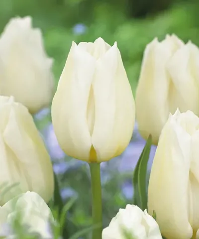 Tulipany Triumph 'Agrass White'