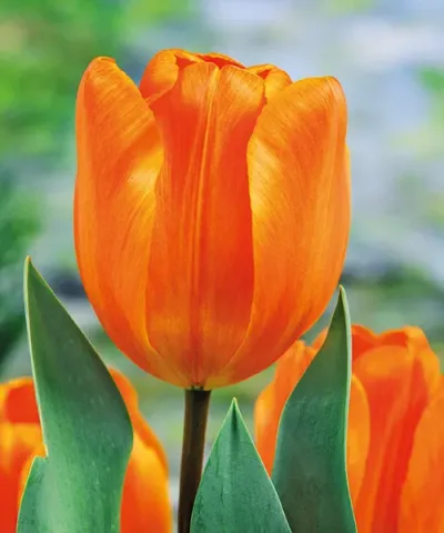 Tulipany Triumph 'Annie Schilder'